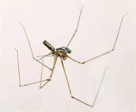家裡為什麼會有蜘蛛 什么东西可以辟邪